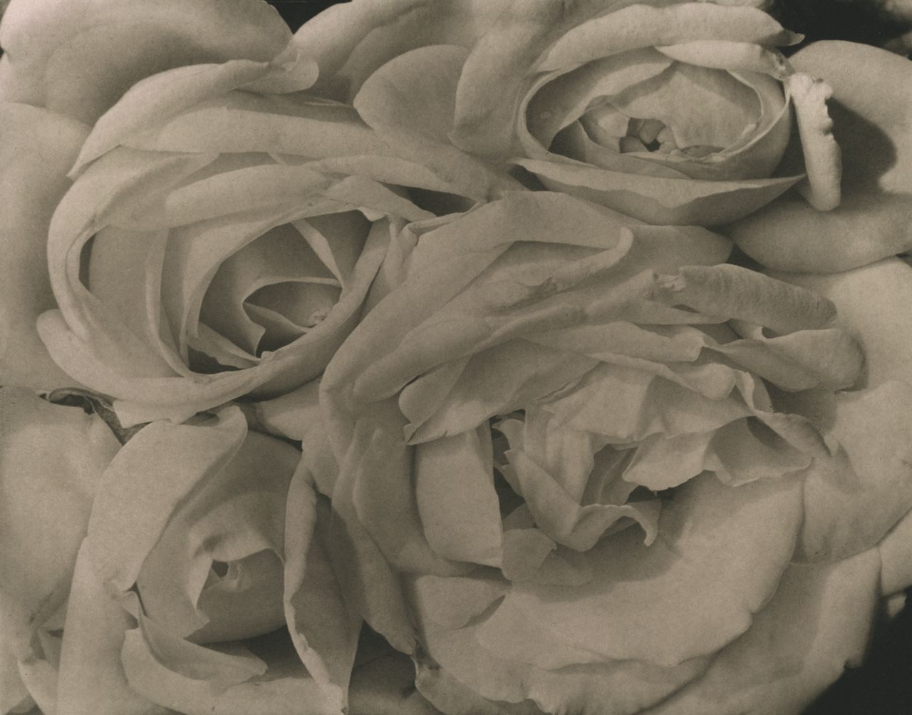 Tina Modotti, Rosas, 1924